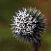 Hübsche Blüte einer Distel, Hohe Kugeldistel (Echinops exaltatus)<br /> 