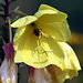 Die Biene holt sich den Nektar tief aus der Blüte