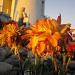 Orange flowers at base of lighthouse
