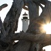 Lighthouse Driftwood, Sunset