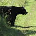 Black Bear on Taq Trail