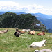 Le mucche ruminano sopra l'Alpe e la Capanna Albagno.