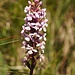 orchidea di montagna