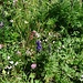 Blumenpracht 1