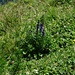 Blumenpracht 2