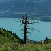 Kontrast: knorriger Baum und aufgeräumter See