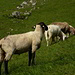 Überall zufrieden grasende Schafe.