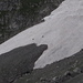 Gemsen im Close up auf einem Schneefeld in der Ostflanke des Mürtschenstocks