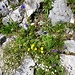 Aufstieg Marwees - welch eine Blumenvielfalt