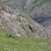 Bergsteigende Schafe auf der Suche nach dem richtigen Weg unterhalb der Martin-Busch-Hütte
