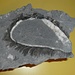 Handtellergrosses Fossil