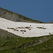 die Schafe suchen Abkühlung auf den letzten Schneefeldern unmittelbar vor dem Mutschensattel