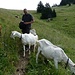 chèvres I