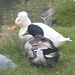 Herr und Frau Duck