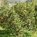 immer wieder: Orangen- und Zitronenplantagen
