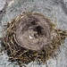 "Abgestürztes" Nest, da die Eierschalen zu sehen sind, wird es hoffentlich nicht mehr gebraucht...