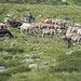  Mucche all'alpe di Croslina