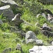  Marmotta (Marmotta Marmota)