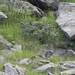  Marmotta (Marmotta Marmota)