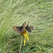  Farfalle (Erebia ligea)  sull'arnica