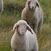 due giovani pecorelle ci si avvicinano