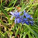 Zweiblättriger Blaustern (Scilla bifolia)