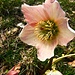 Christrose, die  photogenste aller Blumen