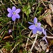Leberblümchen