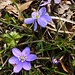 Leberblümchen