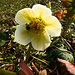 Hummel in Christrose