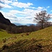Alpweiden