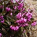 Schneeheide  (Erica carnea)