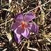 Crocus