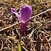 Crocus