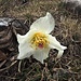 leicht mitgenommene Christrose