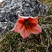Christrose verblüht