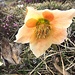 Christrose halbverblüht