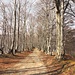 Buchenallee oberhalb Cimadera