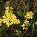 Stengellose Schlüsselblume