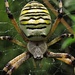 Die Wespenspinne in der Vergrößerung. Die große und sehr auffallend gezeichnete Art wurde 2001 zur Spinne des Jahres gewählt. Während Männchen nur eine Körperlänge von sechs Millimetern erreichen, werden Weibchen mit bis zu 25 Millimetern (Körperlänge!) deutlich größer. Unverwechselbar ist bei den Weibchen das gelb-weiß gestreifte Opisthosoma (Hinterleib), welches mit schwarzen Querbändern wespenähnlich gezeichnet ist, und das silbrig-weiß behaarte Prosoma (Vorderleib).<br />Bedingt durch ihren Lebensraum besteht die Beute vor allem aus Heuschrecken und Hymenopteren wie Bienen und Wespen. Es werden jedoch auch fast alle anderen Insekten geeigneter Größe erbeutet wie Fliegen, Schmetterlinge, Libellen oder Heupferde. Wespenspinnen mit hohem Nahrungsangebot entwickeln sich schneller, fertigen mehr Kokons an und verschwinden deutlich früher. Artgenossen, die wenig fressen, gehen erst sehr spät in Winterruhe. Sobald sich Beute in dem Netz der Wespenspinne verfangen hat, wickelt sie ihr Opfer ein und tötet es mit Gift. Die Weichteile der Beute werden durch injiziertes Gift verflüssigt und dann ausgesaugt (extraintestinale Verdauung).<br />Das Gift der Wespenspinne ist für den Menschen nicht gefährlich. Die Giftklauen können die menschliche Haut nicht durchbrechen, da sie zu kurz sind. Lediglich an dünnen Hautstellen, wie zum Beispiel an den Ohrläppchen, kann es theoretisch zu einem Giftbiss kommen. Schwellungen, Rötungen und leichte Schmerzen können die Folge sein. (aus Wikipedia)