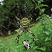 Die größte Spinne, die ich in meinem Leben in freier Natur je gesehen habe: eine Wespenspinne (Argiope bruennichi) (auch Zebraspinne, Tigerspinne oder Seidenbandspinne), ein Weibchen. Diese Spinne war bestimmt in ihren Gesamtausmaßen fast 8 cm groß.