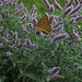 Viele Schmetterlinge tummeln sich hier in der wilden Pfefferminze. Das müsste ein Kaisermantel-Weibchen, Silberstich sein. Der Kaisermantel (Argynnis paphia) ist ein Schmetterling (Tagfalter) aus der Familie der Edelfalter (Nymphalidae). Er ist der größte mitteleuropäische Perlmutterfalter. (Wikipedia)<br />