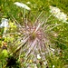 Verblühte Alpenanemone.