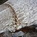 Lawinenschnee im August auf nicht einmal 1600m !<br /><br />Unterhalb des Byhorns und des Gutz Couloirs findet man Schneeflecken bis weit in den Sommer hinein.