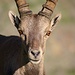 Alpensteinbock (Capra ibex).