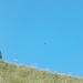 Un Gheppio (Falco tinnunculus) nel suo caratteristico volo a "Spirito Santo"