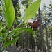 Schwarze Tollkirsche mit Blüte und unreifen Früchten