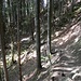Abstiegsweg durch den Wald
