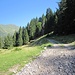 Il nuovo "sentiero" per l'Alpe Terzera.