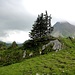 schöne Baum-Fels-Blumen-Gruppe im Abstieg - vor dem Warther-Horn